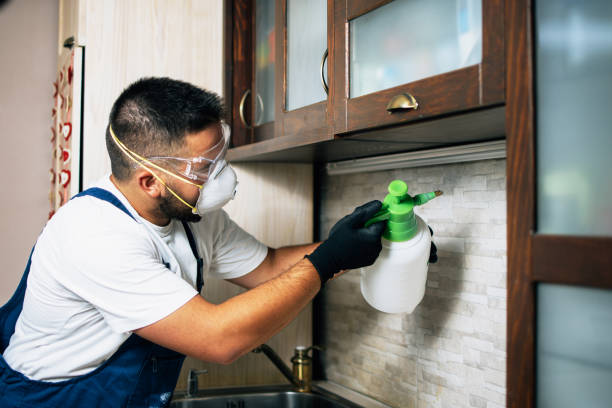 Best Local Pest Control Services  in Independent Hill, VA