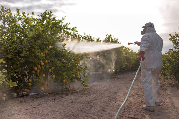 Best Pest Removal Services  in Independent Hill, VA