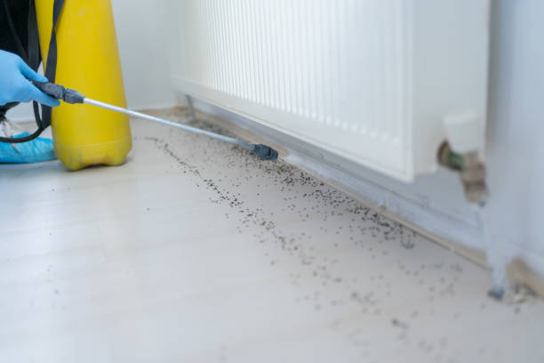 Best Wasp Removal Services  in Independent Hill, VA